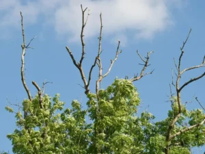 Ash dieback