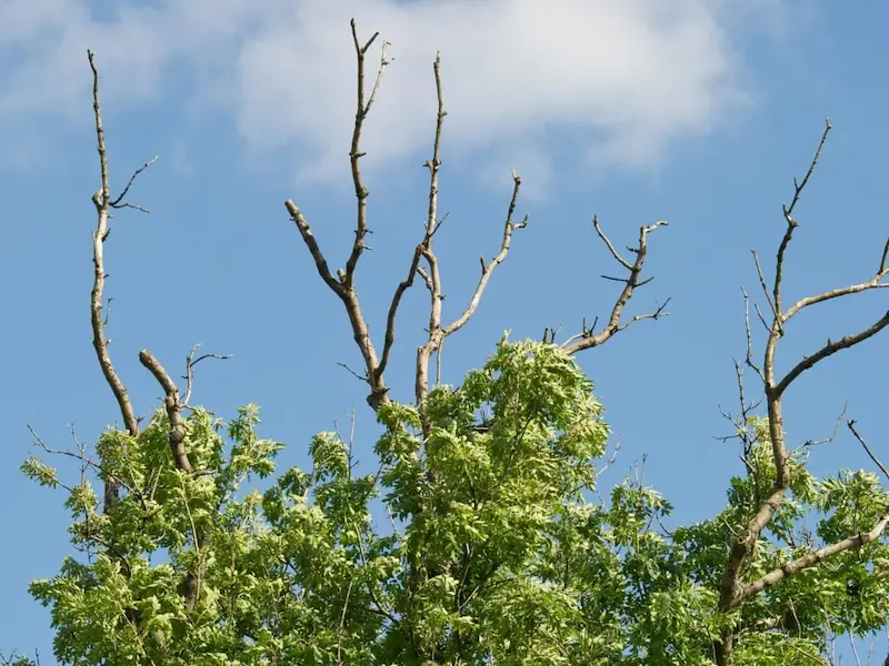 Ash dieback