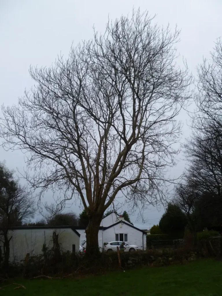 Ash tree felling in Bangor