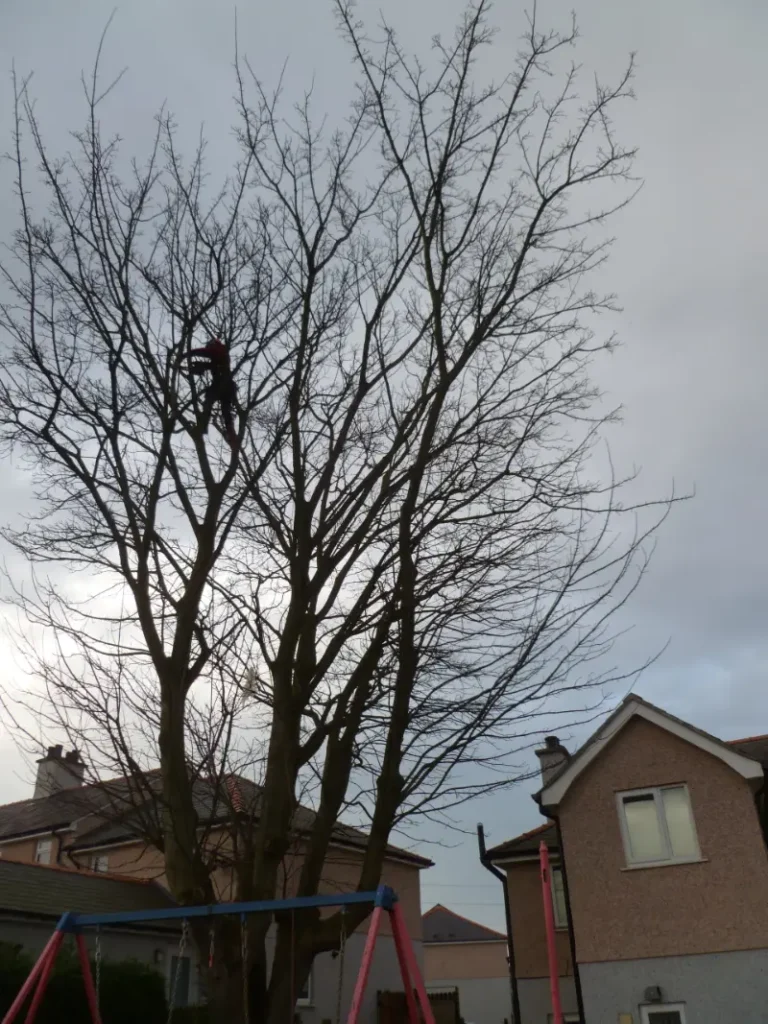 Ash tree reductionn in Caernarfon