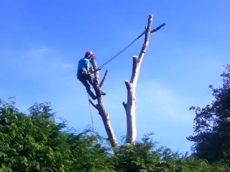 Ash tree removal
