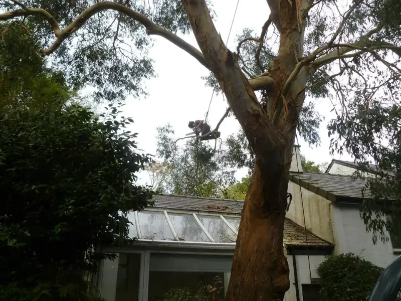 Carefully removing low limbs over greenhouse
