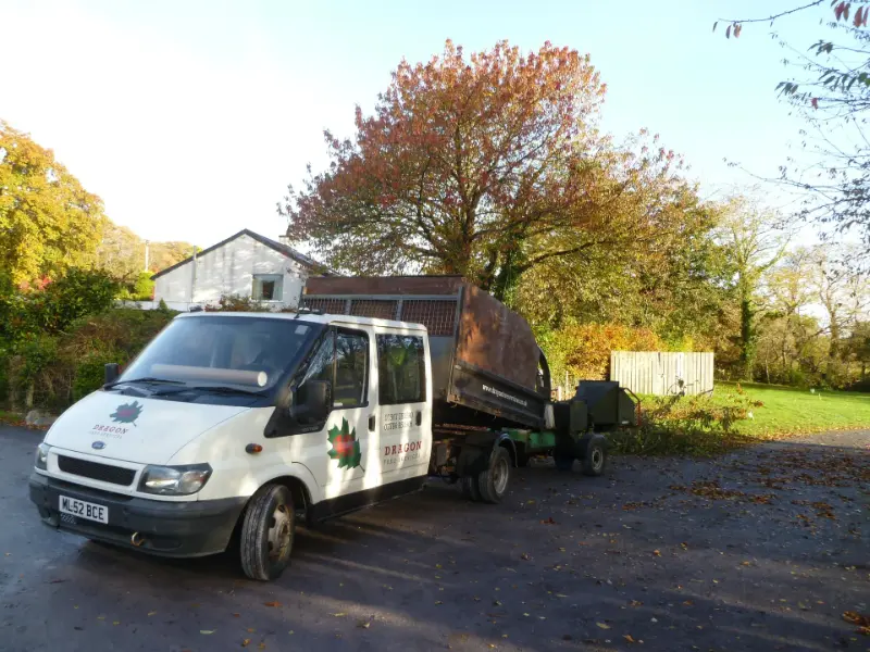 Cherry tree pruning