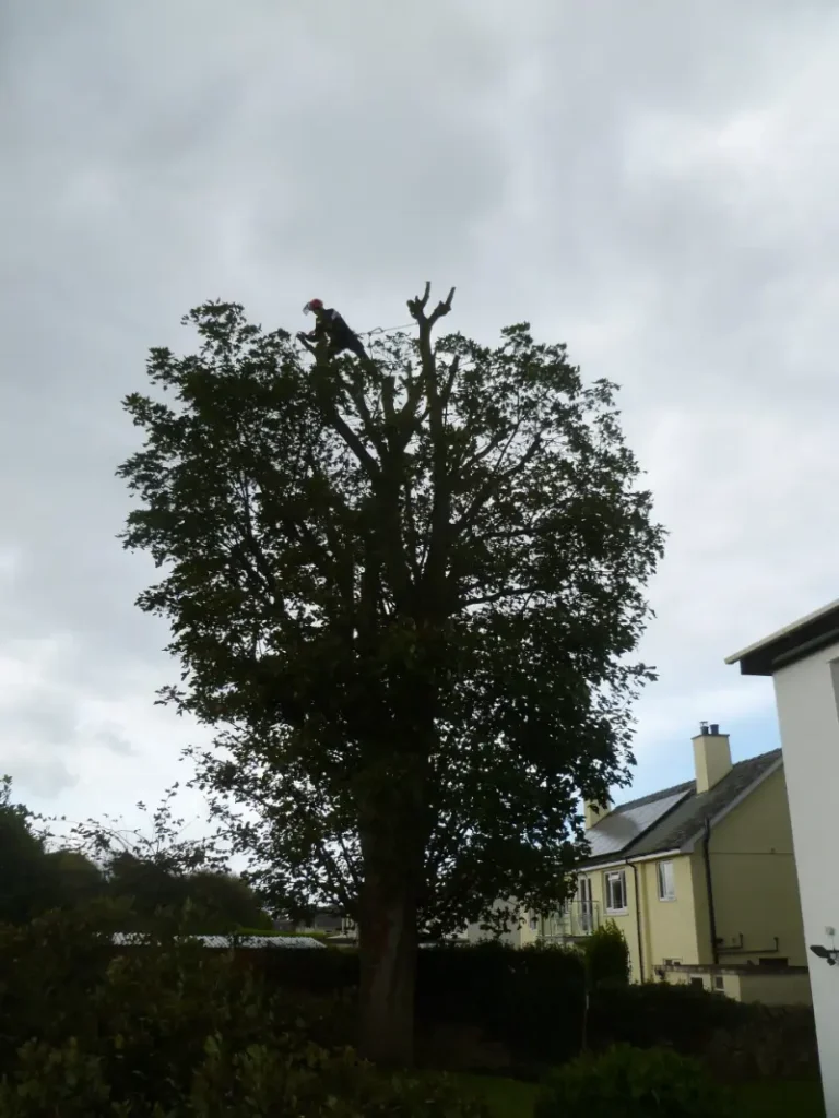 Chestnut tree reduction in Caernarfon