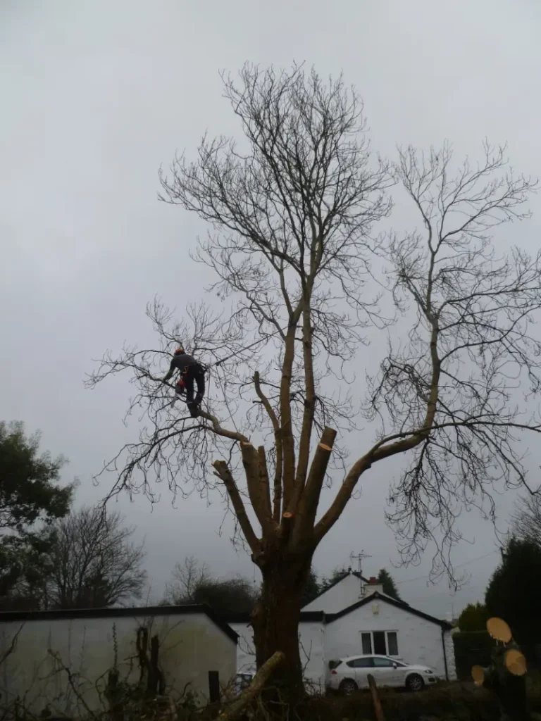 Climbing and dismantling large Ash tree in Bangor