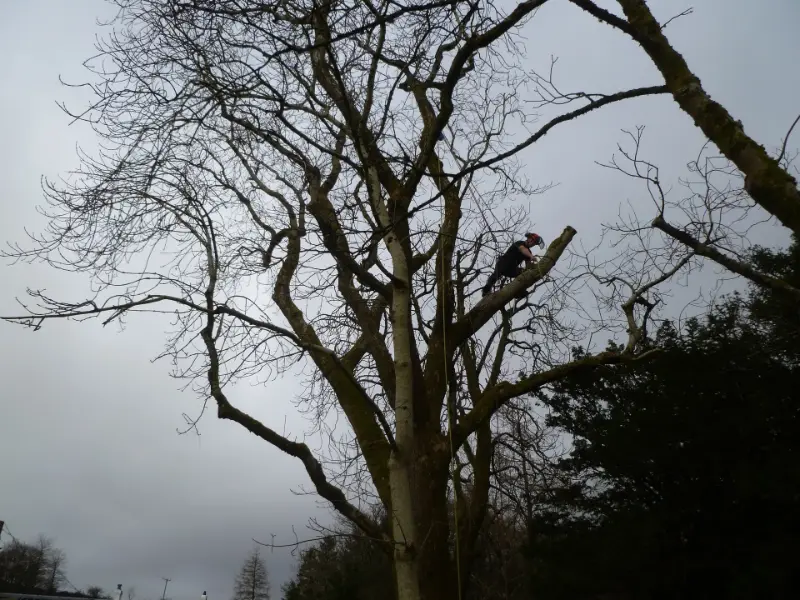 Climbing and sectional dismantle of overhanging limbs