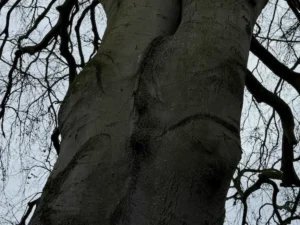 Codominant stems