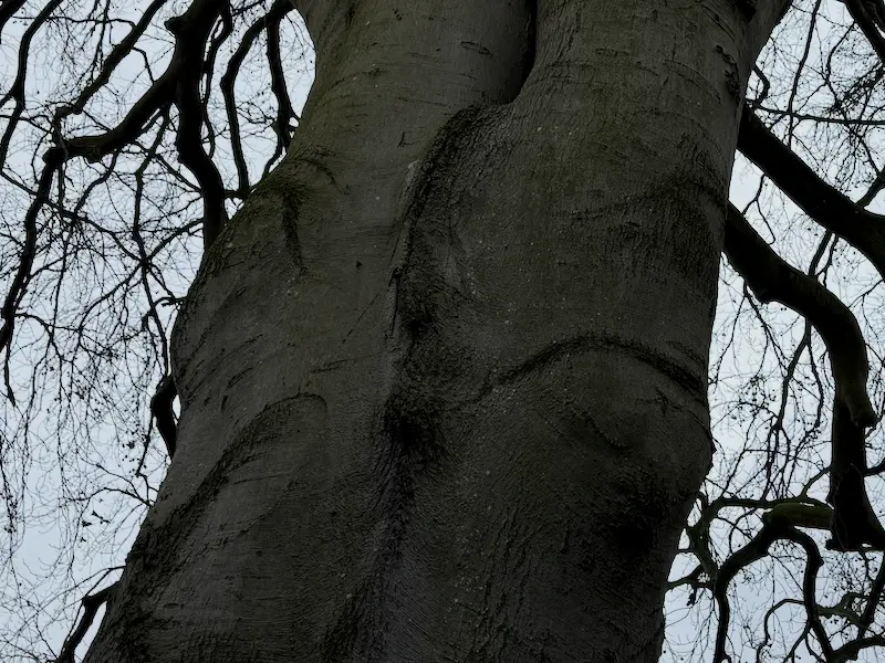 Codominant stems