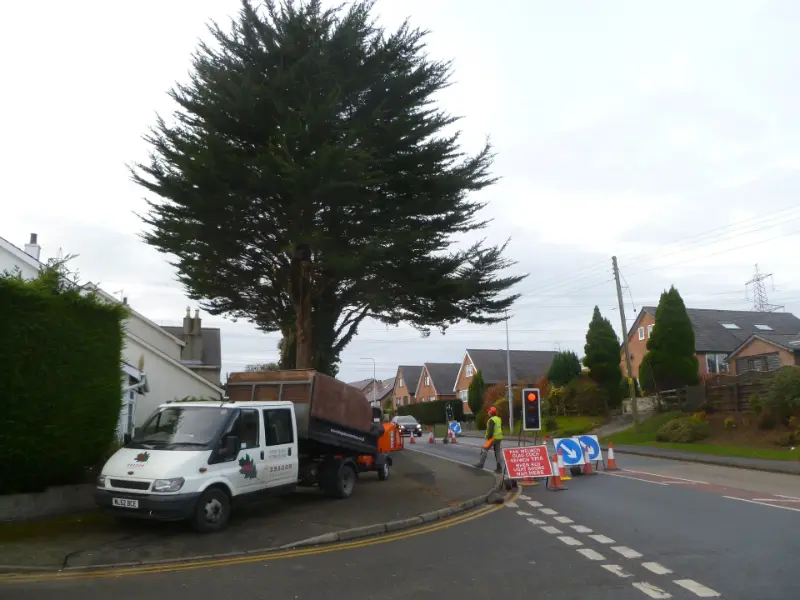 Felling Macrocarpa tree in Bangor