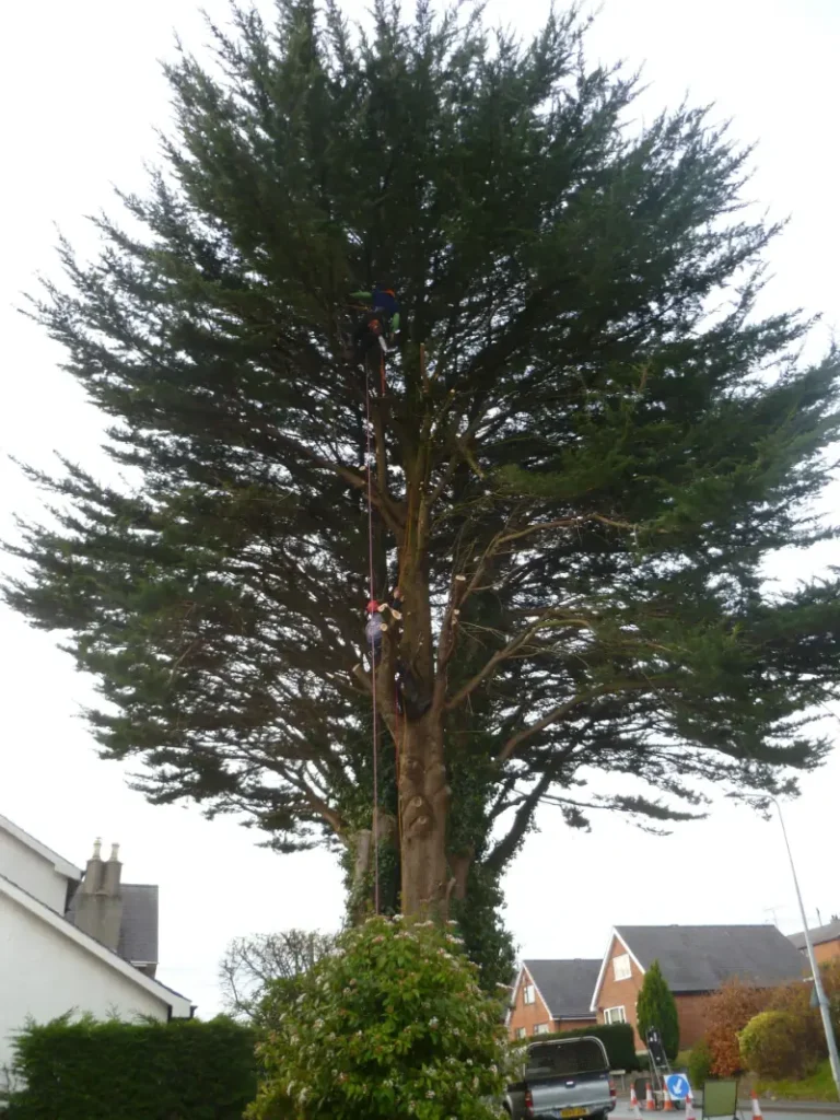 Felling roadside trees