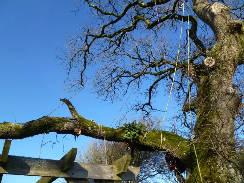 Limb secured to prevent further damage to pagoda