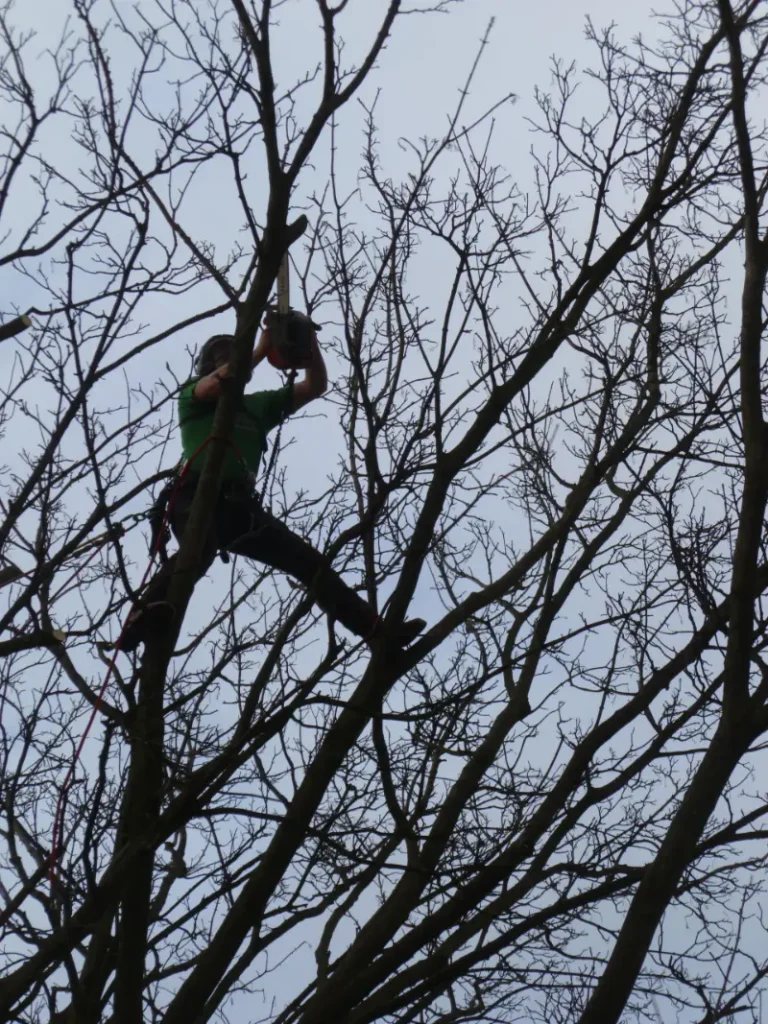 Pruning cuts