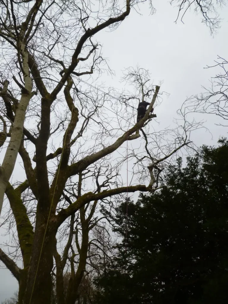 Reducing Ash tree limbs over buildings