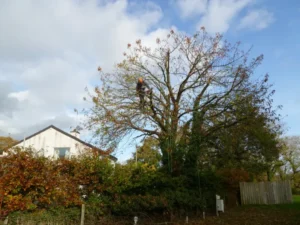 Reducing cherry trees
