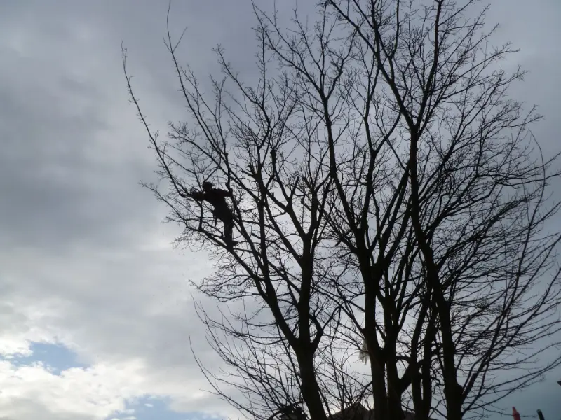 Reducing lateral branches of Ash trees