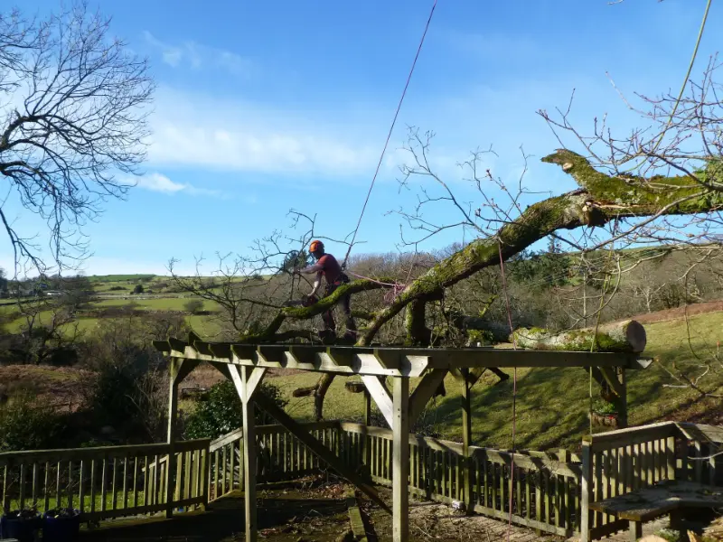 Removing fallen limb from Pagoda