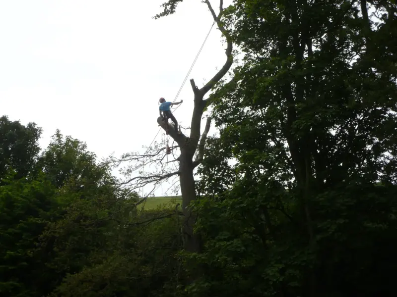 Sectional Oak tree removal