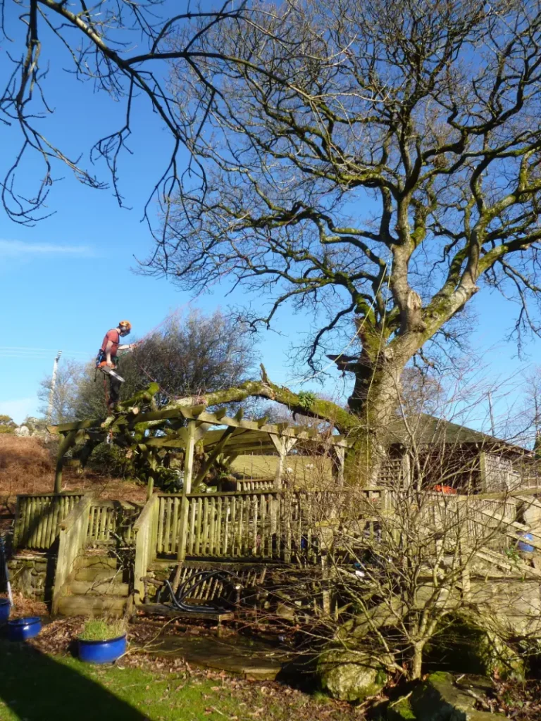 Storm damage branch clearance in Pentrefelin