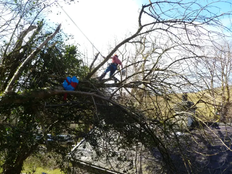 Storm damage clearance