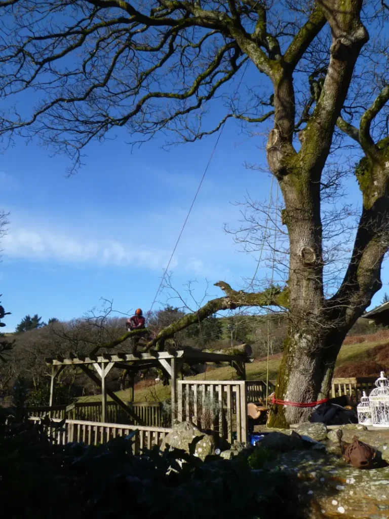 Storm damaged tree surgery in Anglesey