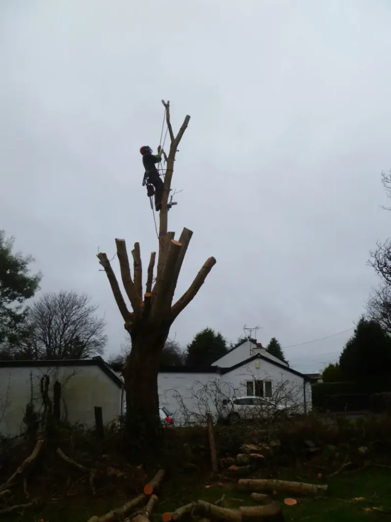 Tree felling in Bangor