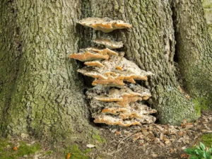 Tree risks and responsibilities